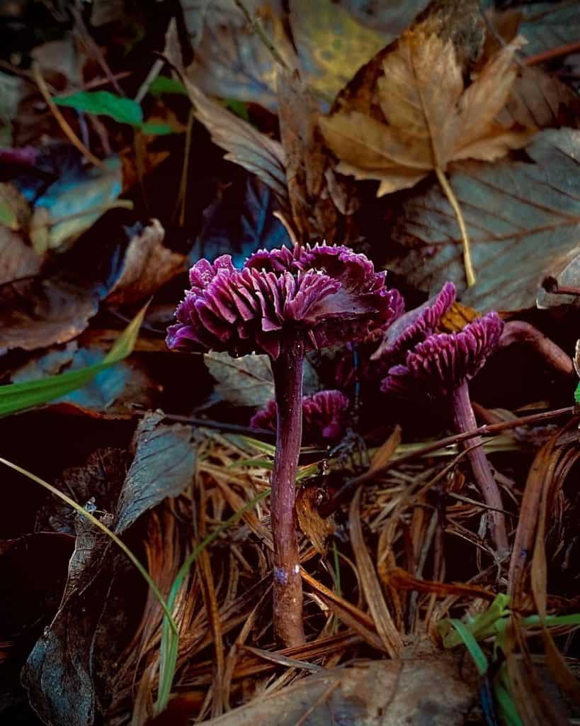 Amethyst Deceiver