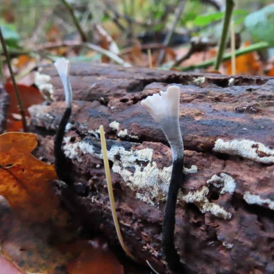 Candlestick Fungus