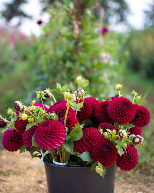 Dahlias Flowers With Roses Shape 1