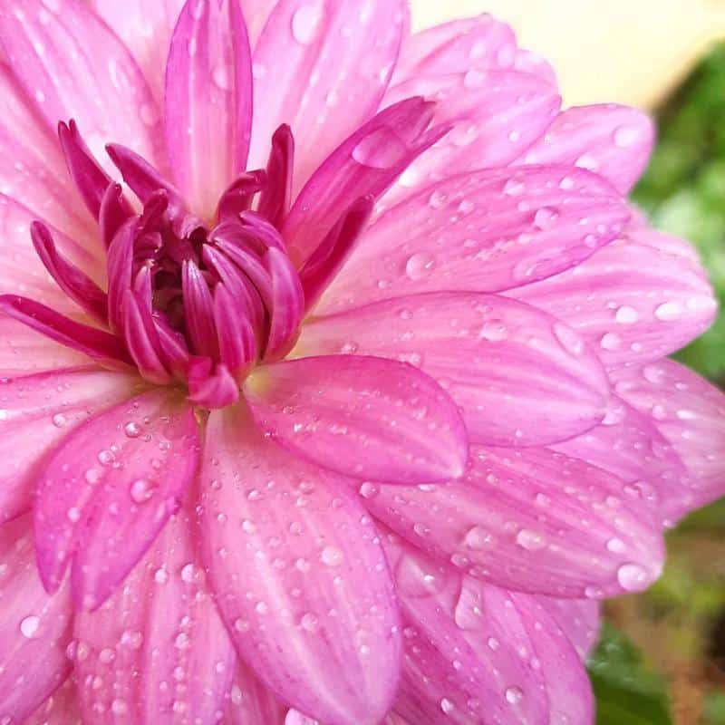 Dahlias Flowers With Roses Shape 2