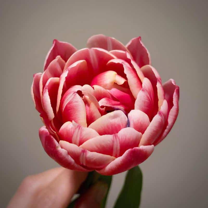 Double Tulips With Roses Shape 1