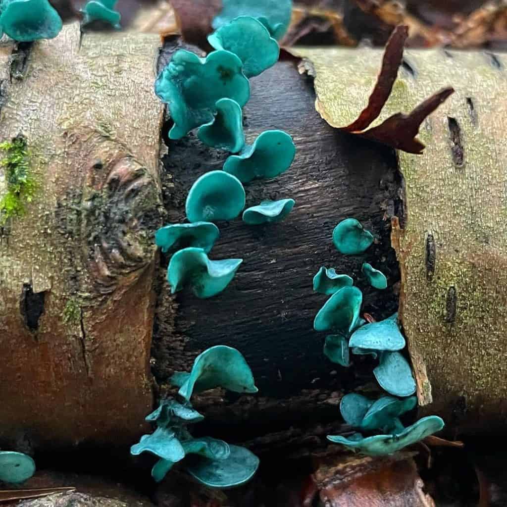 Green Elf Cup
