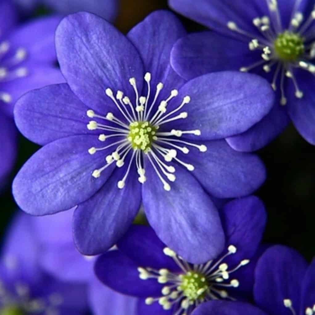 Hepatica Flower
