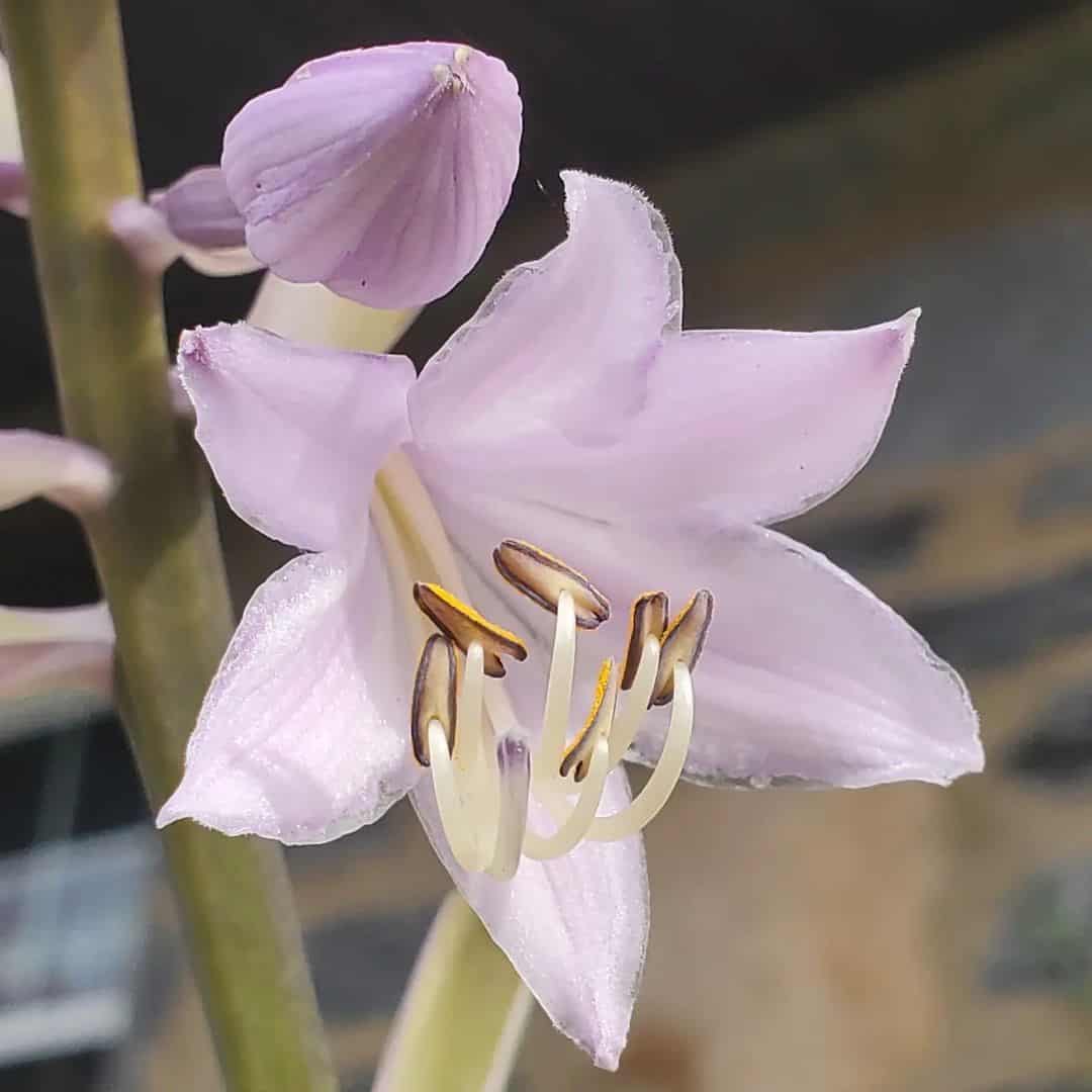 Hosta Flower