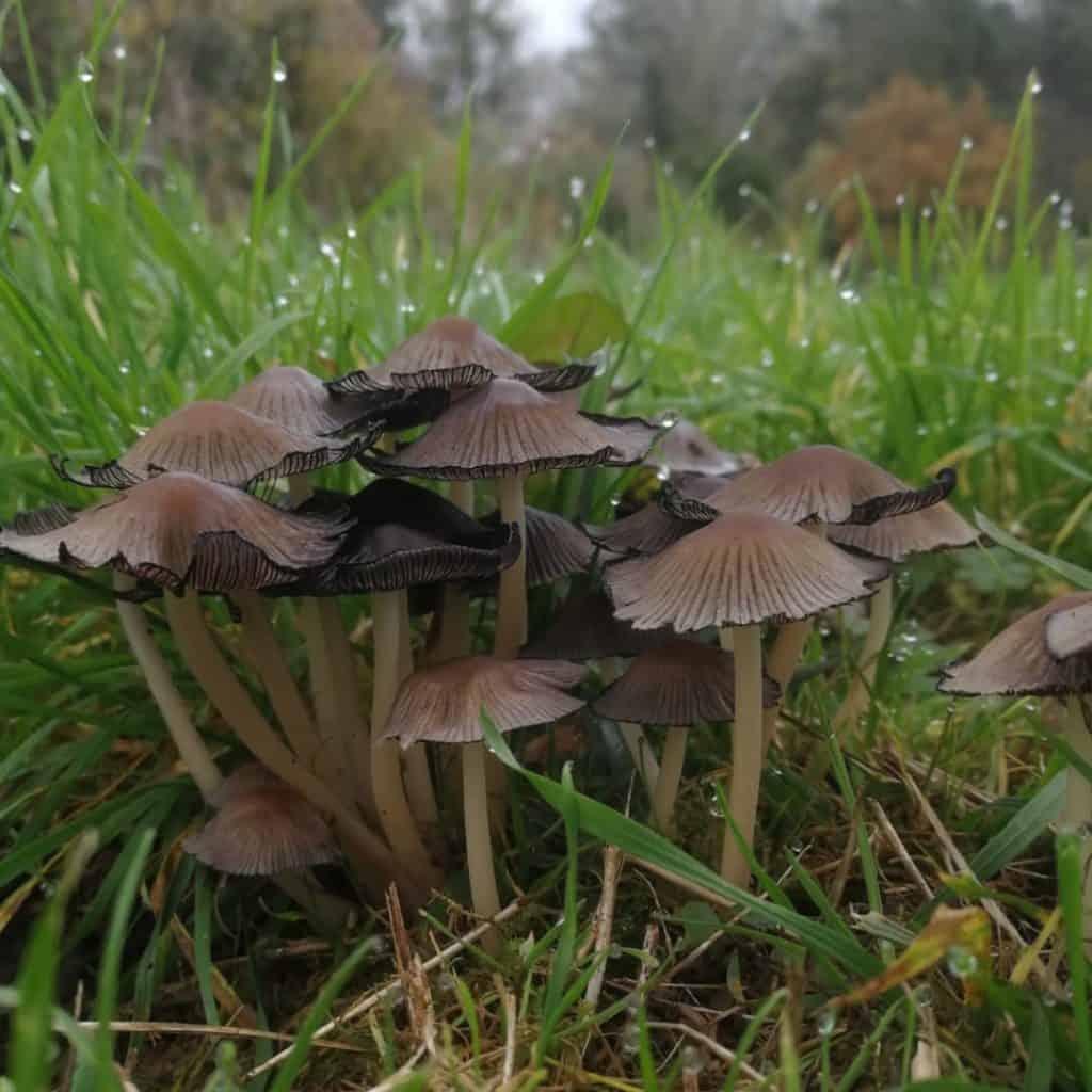 Inkcaps
