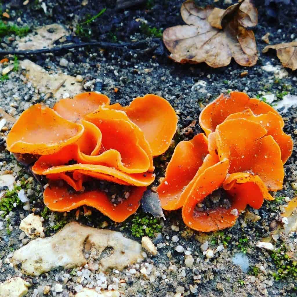 Orange Peel Fungus