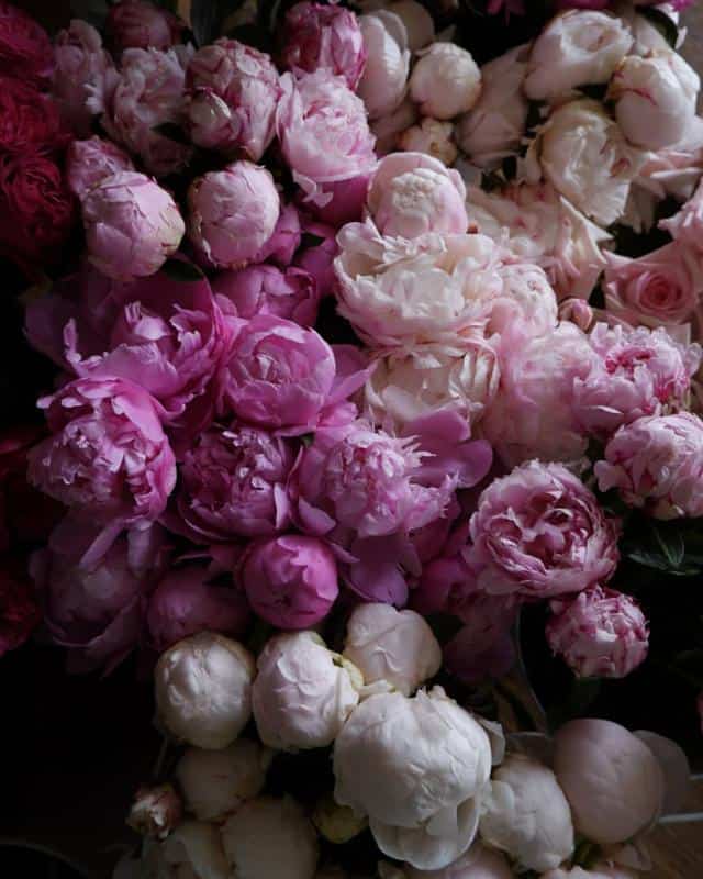 Peonies With Roses Shape 1