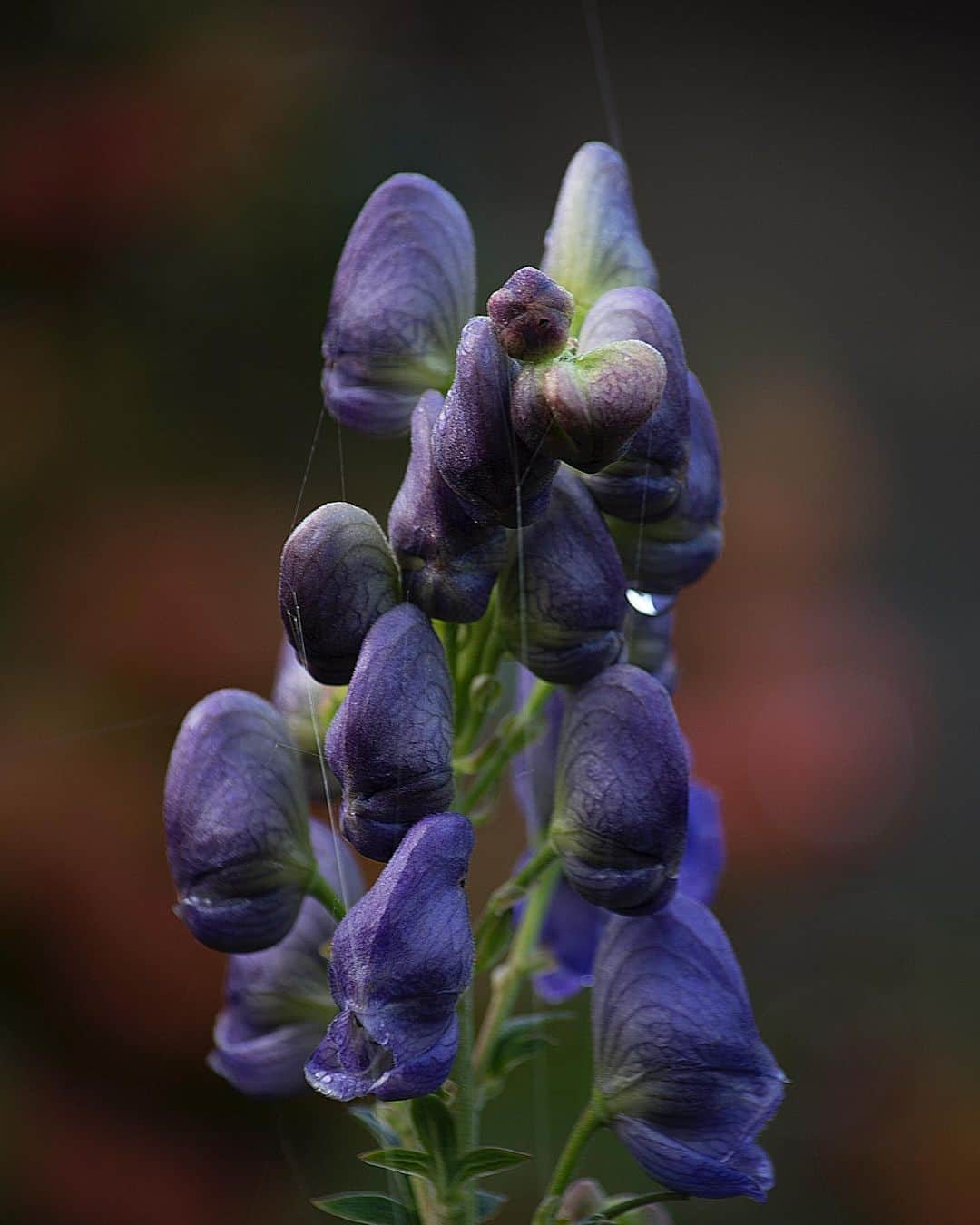 Aconitum Flower