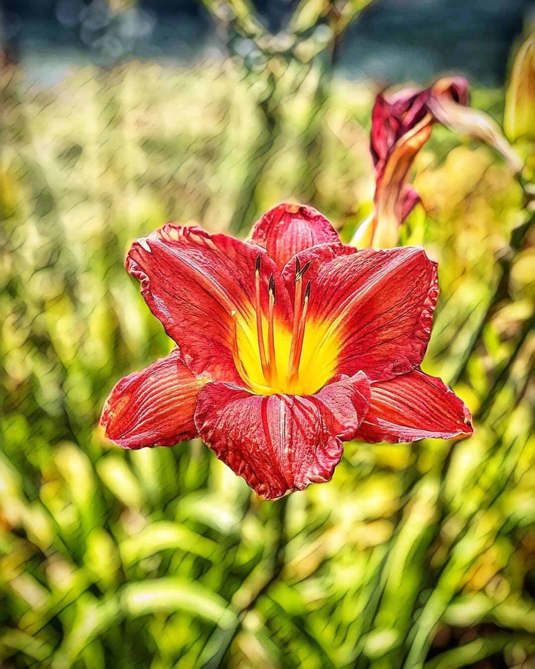 Daylily Flower