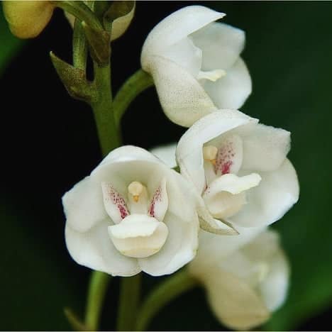 Dove Orchid