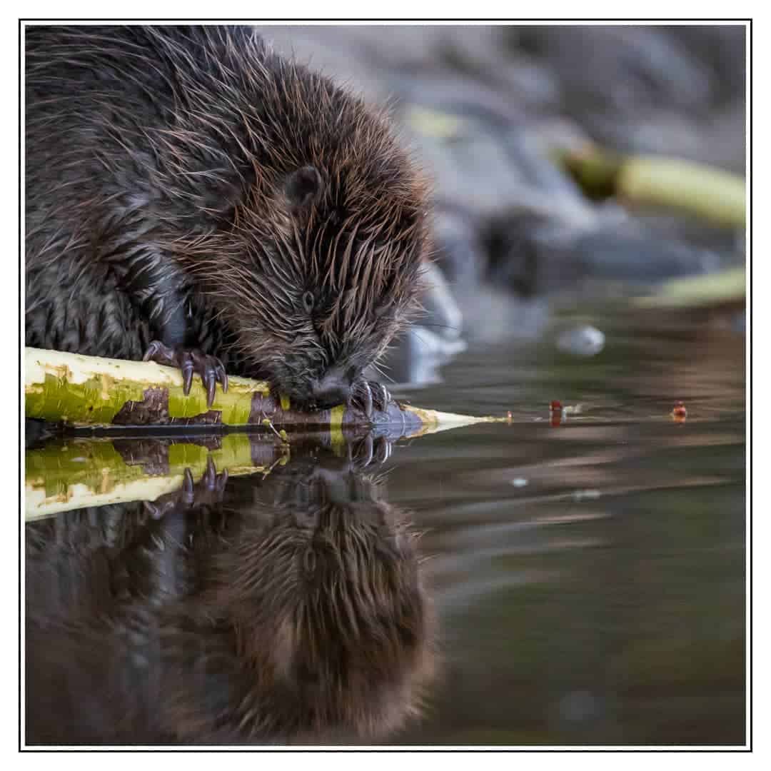 The Eurasian Beavers