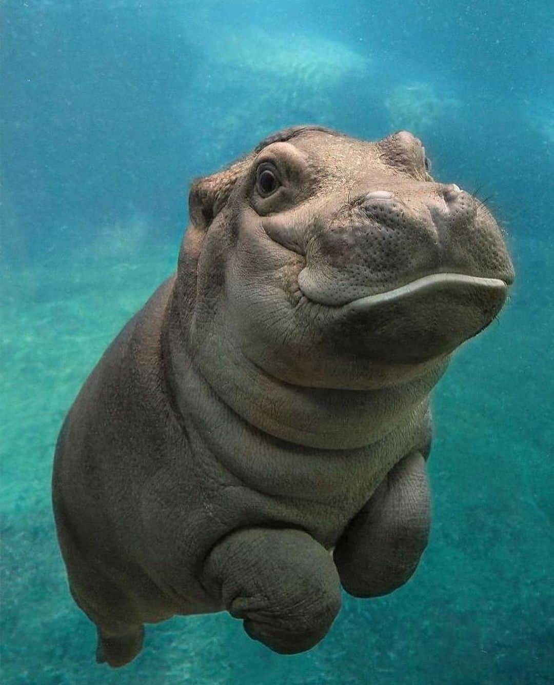 What Do Hippos Eat The Omnivorous Diet of Hippos