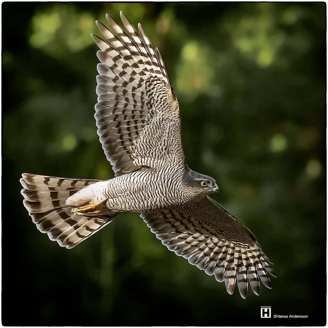 Eurasian Sparrowhawk (Accipiter nisus)