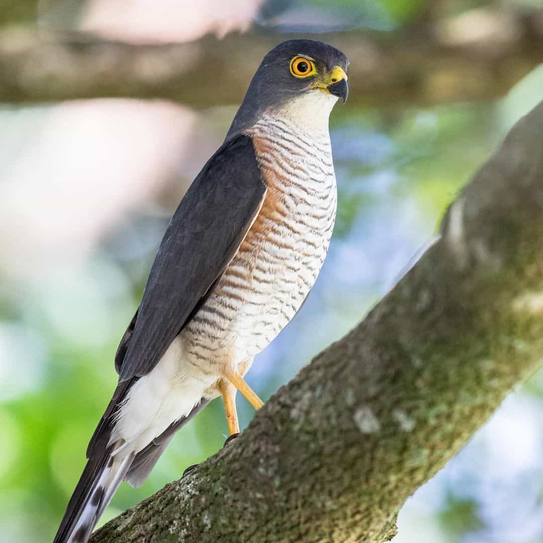 Northern Goshawk (Accipiter gentilis).