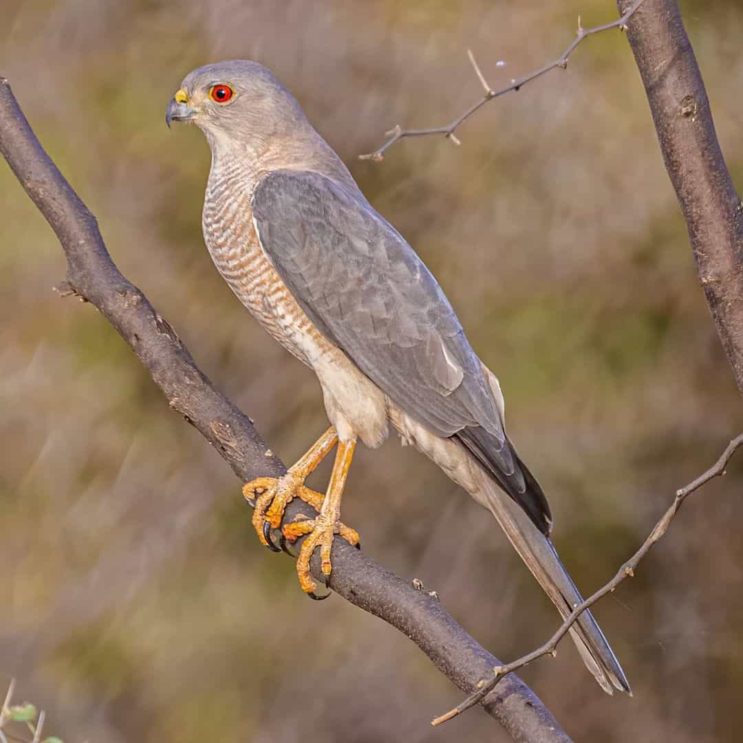 Shikra or Little Banded Goshawk (Accipiter badius)