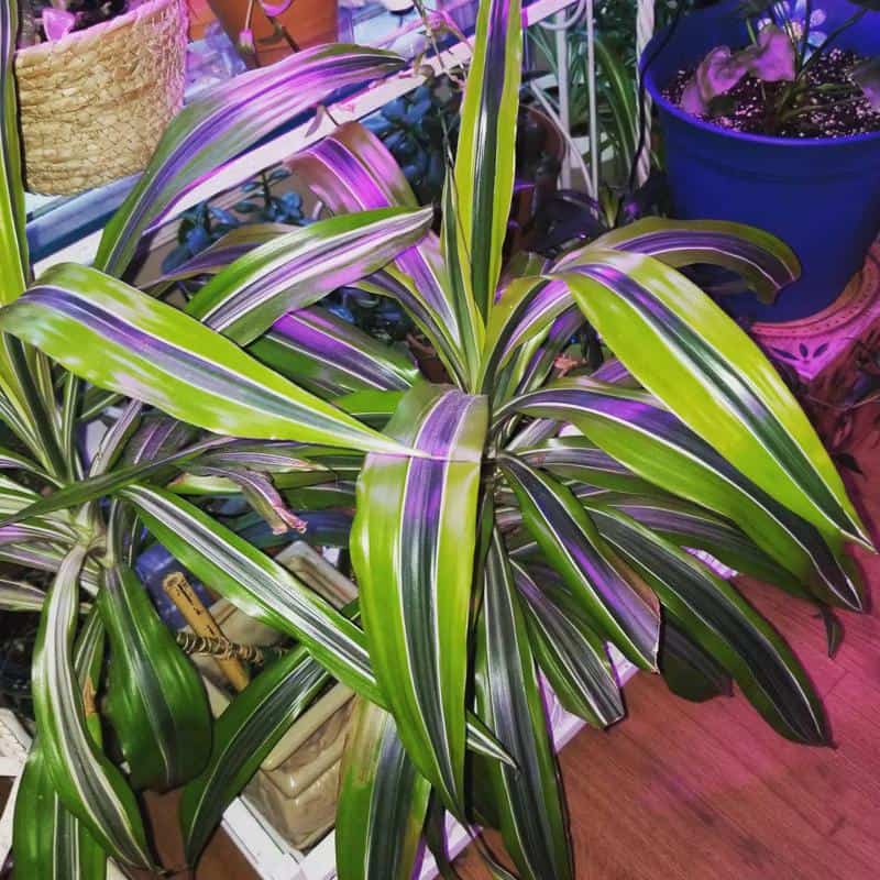 Corn Plant (Dracaena fragrans)