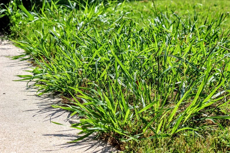 Crab Grass (Digitaria spp.)