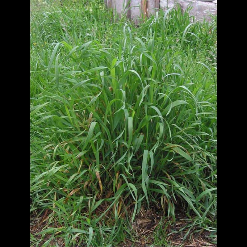 Quack grass (Elytrigia repens)