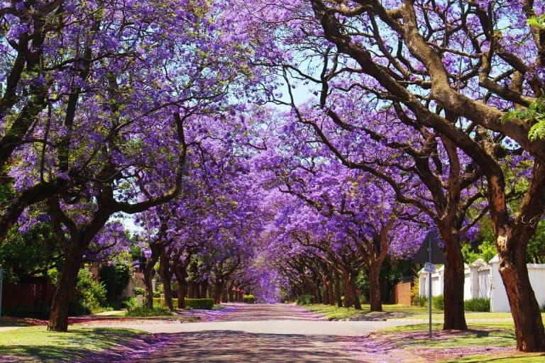 Trees with Purple Flowers