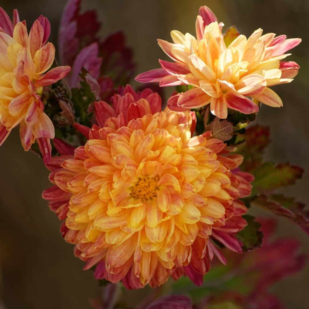 Chrysanthemum Flower