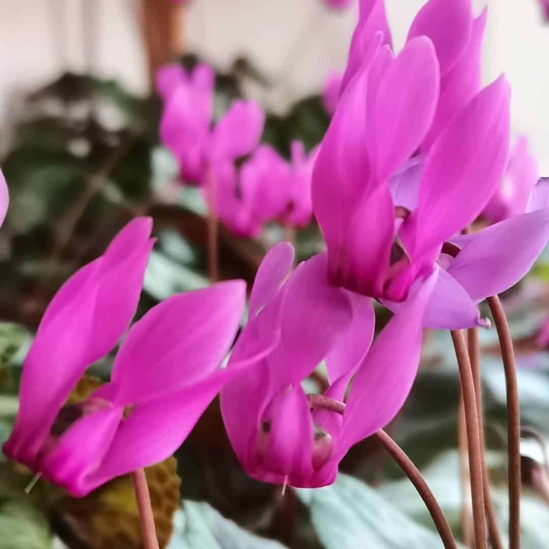 Cyclamen Flower