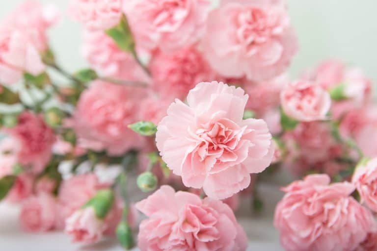 Flowers That Are Related To Motherhood