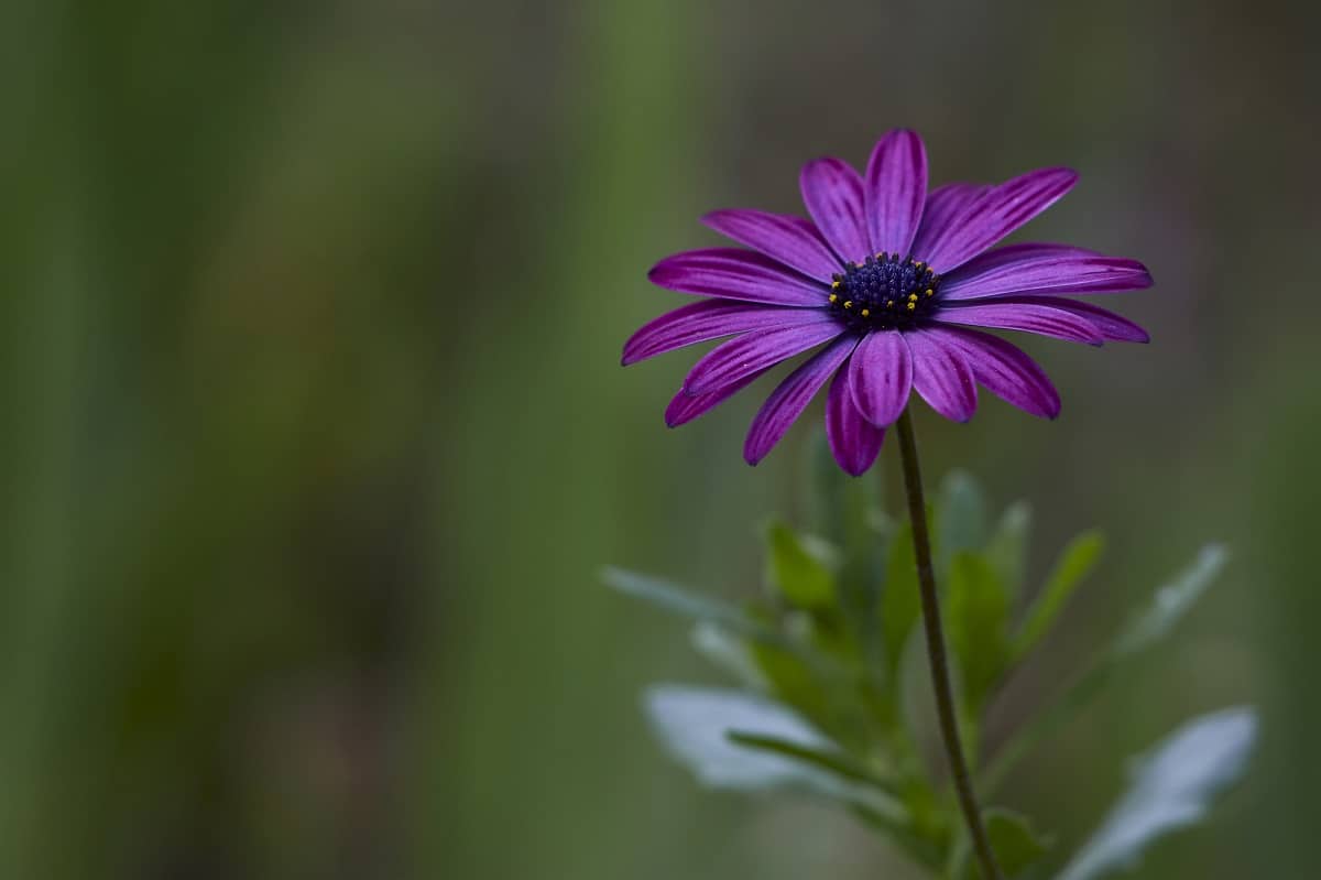 Flowers That Start With C