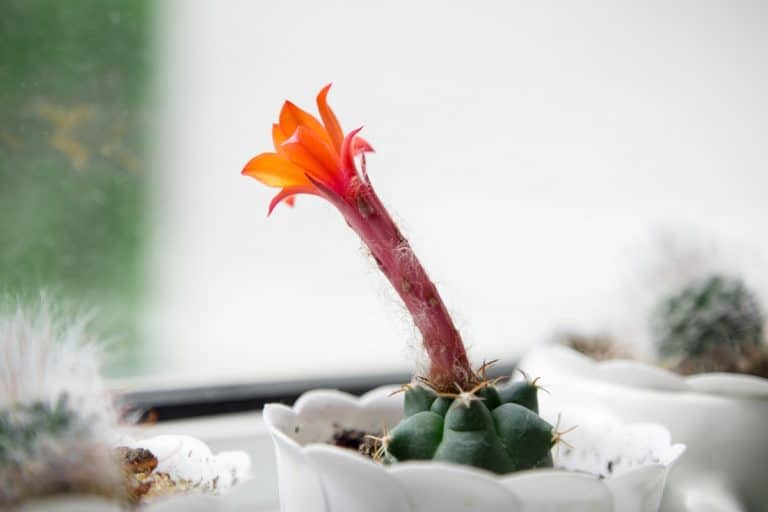 Flowers That Start With M