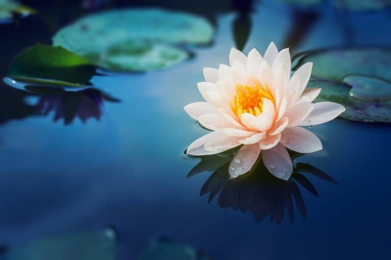 Flowers That Symbolize Rebirth