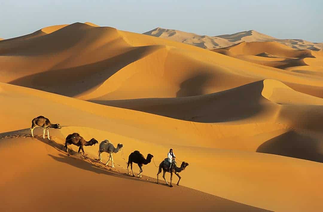 The link between food and a camel’s hump