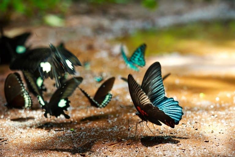 What Do Butterflies Eat