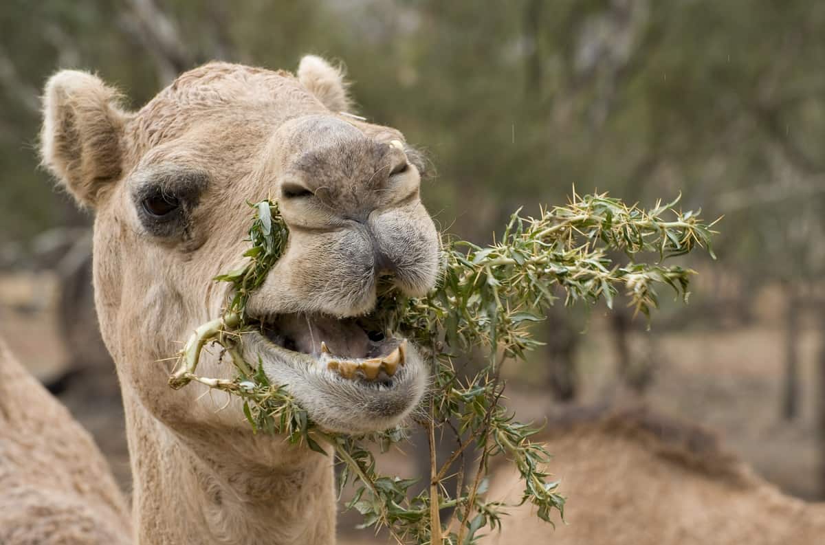 What Do Camels Eat