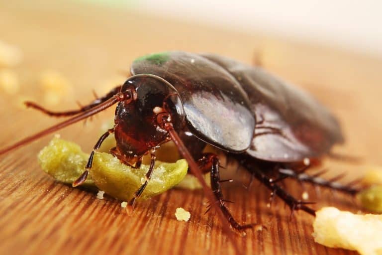 What Do Cockroaches Eat