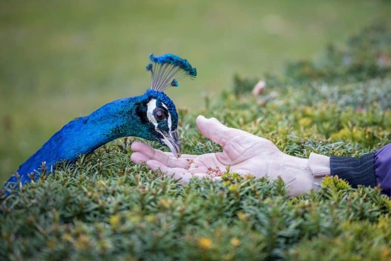 What Do Peacocks Eat
