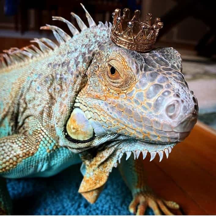 A Short Introduction Of Iguana