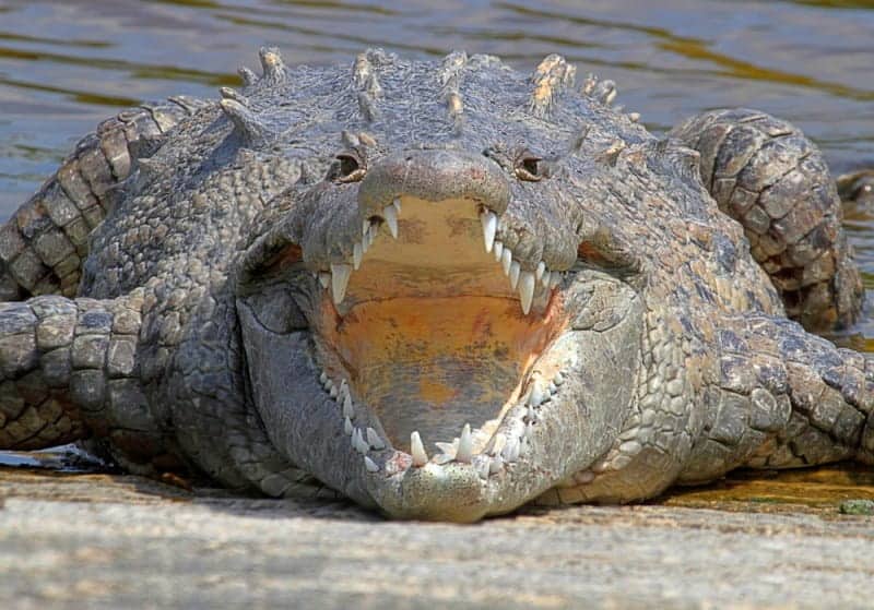 American Crocodile (Crocodylus acutus)