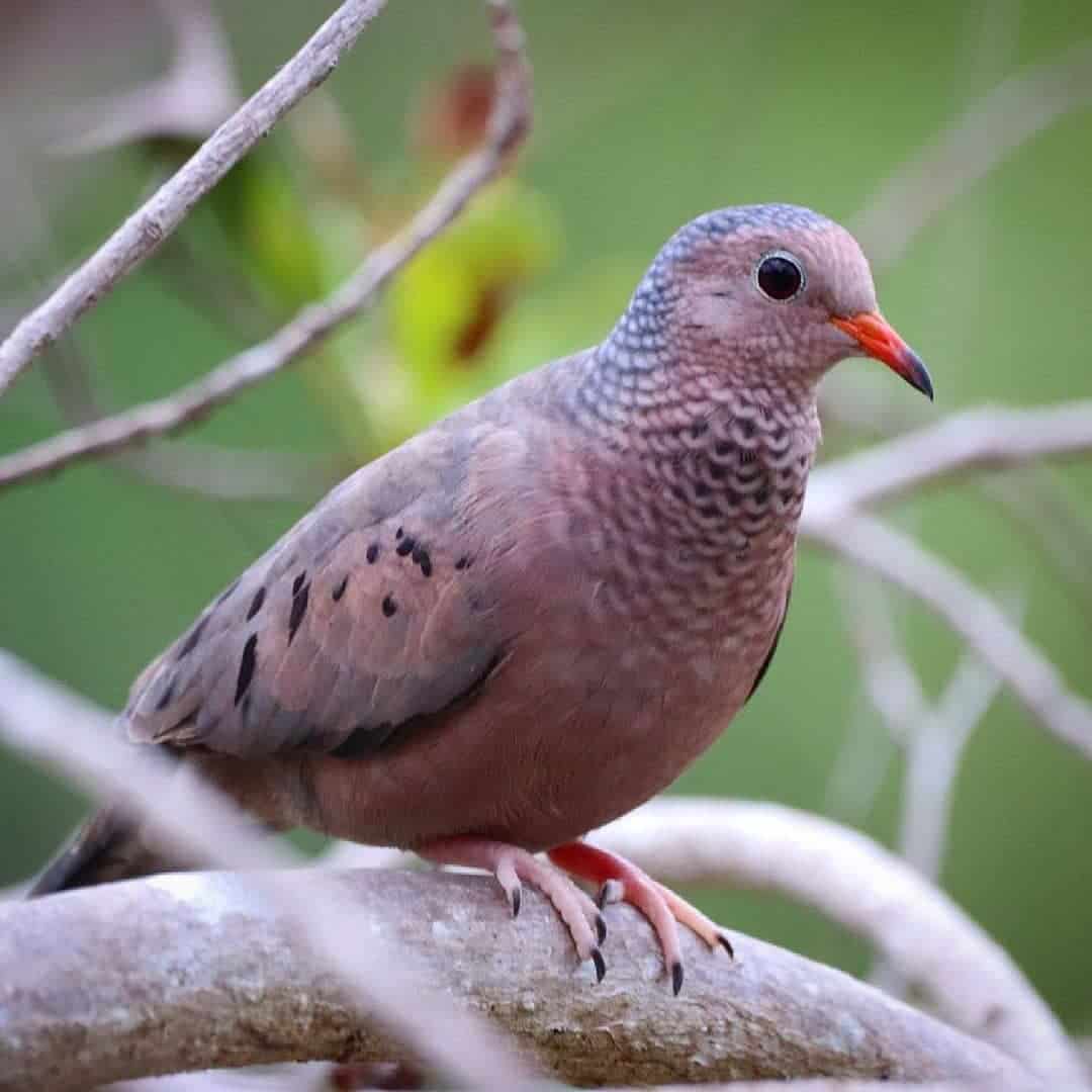 Common Ground Dove
