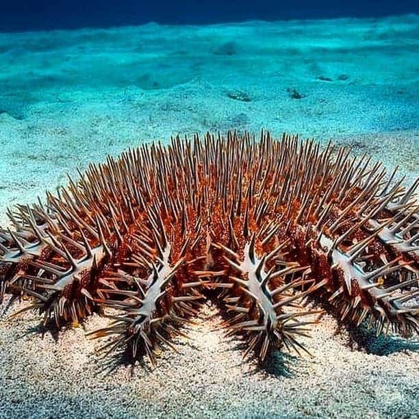 Crown-of-Thorns Starfish