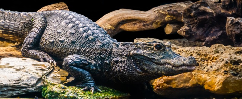 Dwarf Crocodile (Osteolaemus tetraspis)