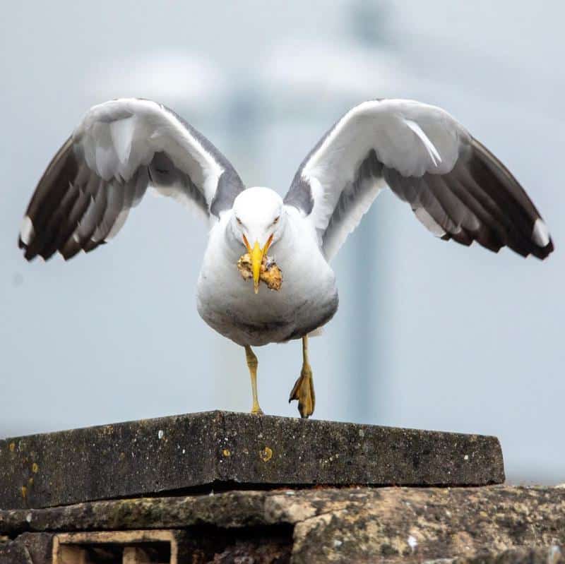 Herring Gulls