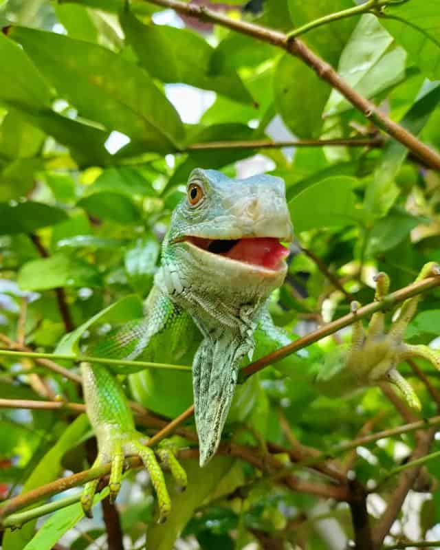 Iguanas Eating Meatgbh