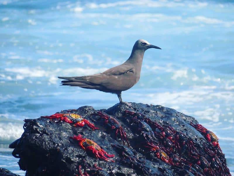 Lava Gull