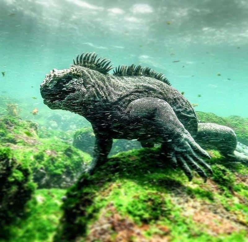 Marine Iguana