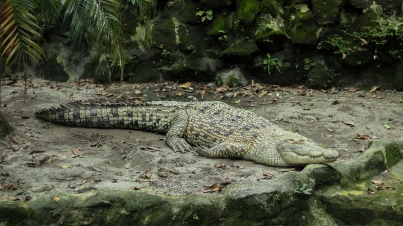 New Guinea Crocodile