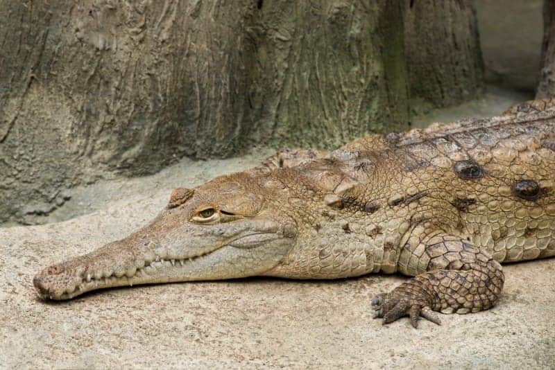 Orinoco Crocodile