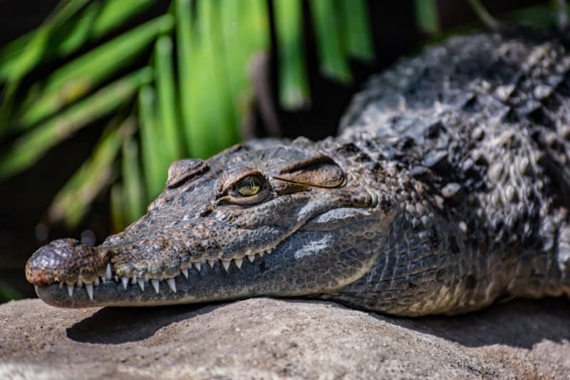 Philippine Crocodile