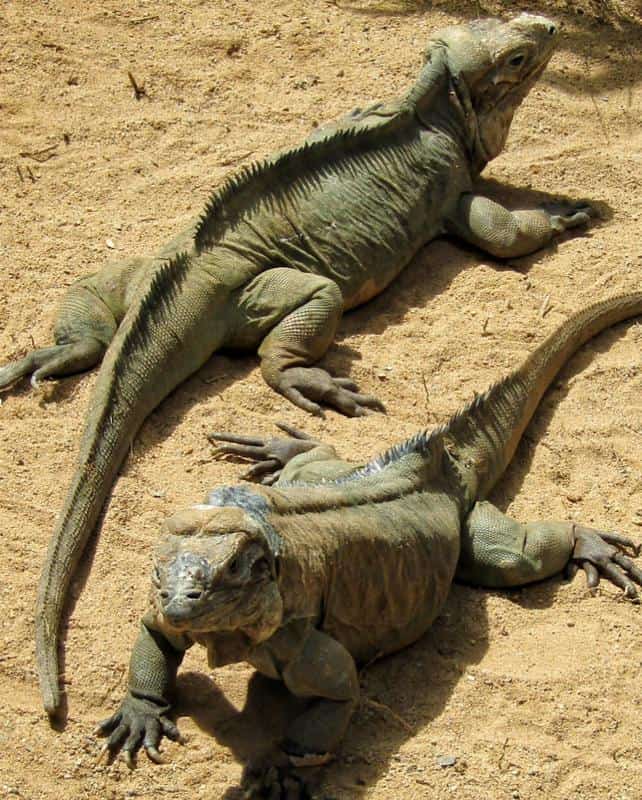 Rhinoceros Iguana