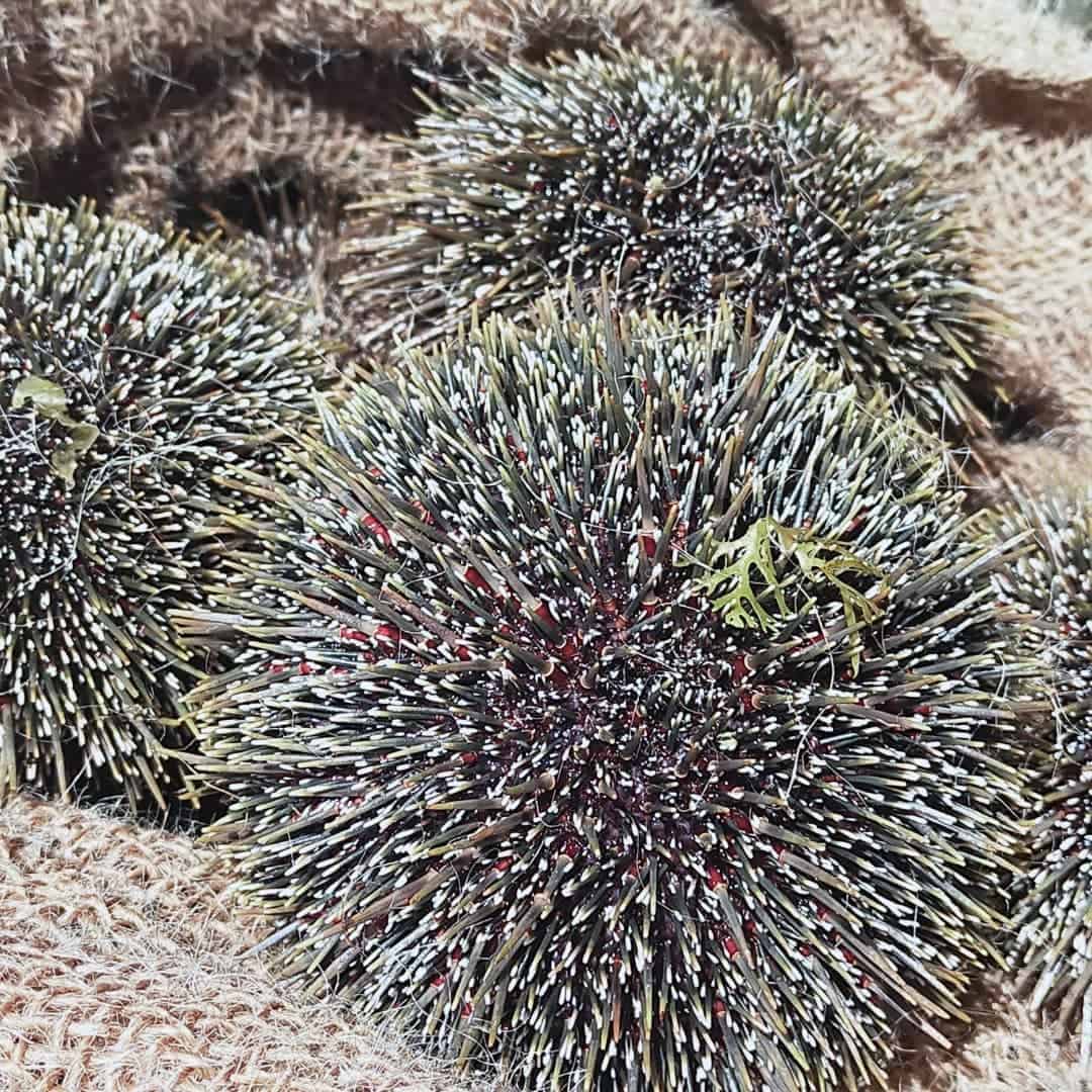 Sea Urchin