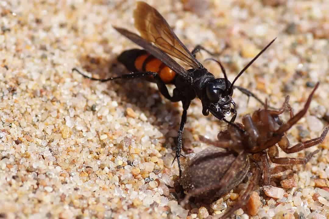 Spider Wasps