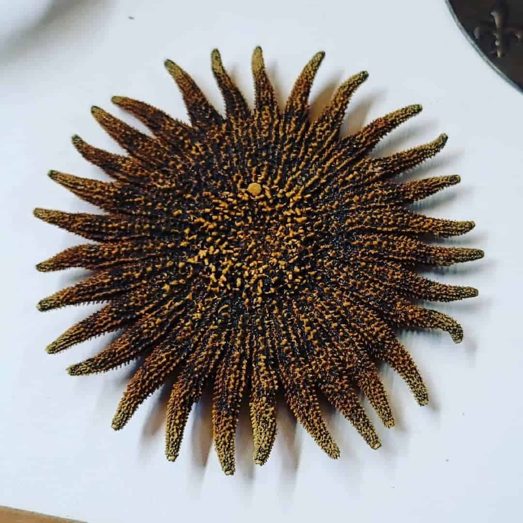 Sunflower Starfish